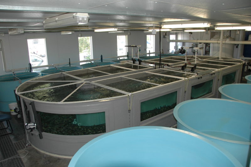 USF&W Bozeman Fish Technology Center Oval Fiberglass Fish Tank With WIndows